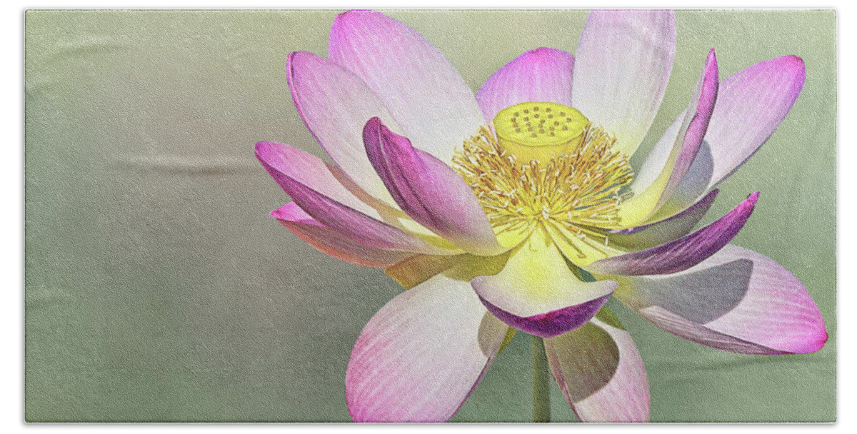 Botanical Beach Towel featuring the photograph Sacred Lotus #2 by Marcia Colelli