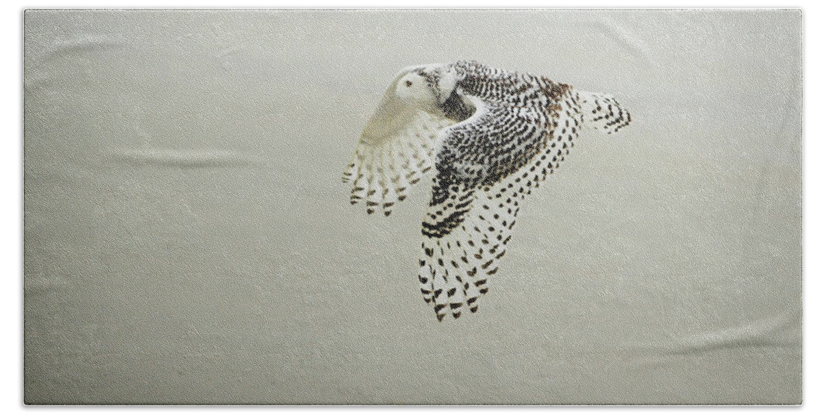 Snowy Owl Beach Towel featuring the photograph Snowy Owl in Flight #1 by Cindy McIntyre