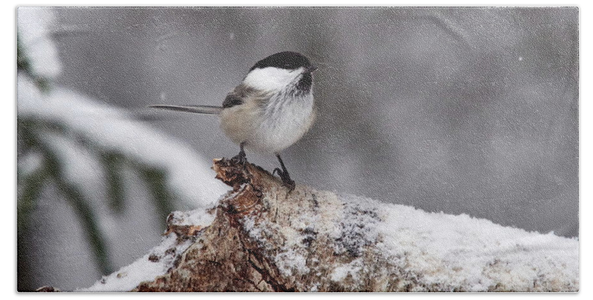 Finland Beach Towel featuring the photograph Standing in the snow. Willow tit #1 by Jouko Lehto