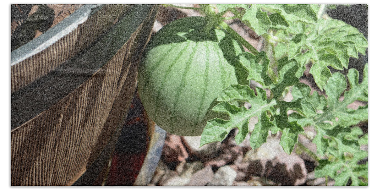 Sugar Baby Watermelon a planter. Beach Towel by Norm Lane - Pixels