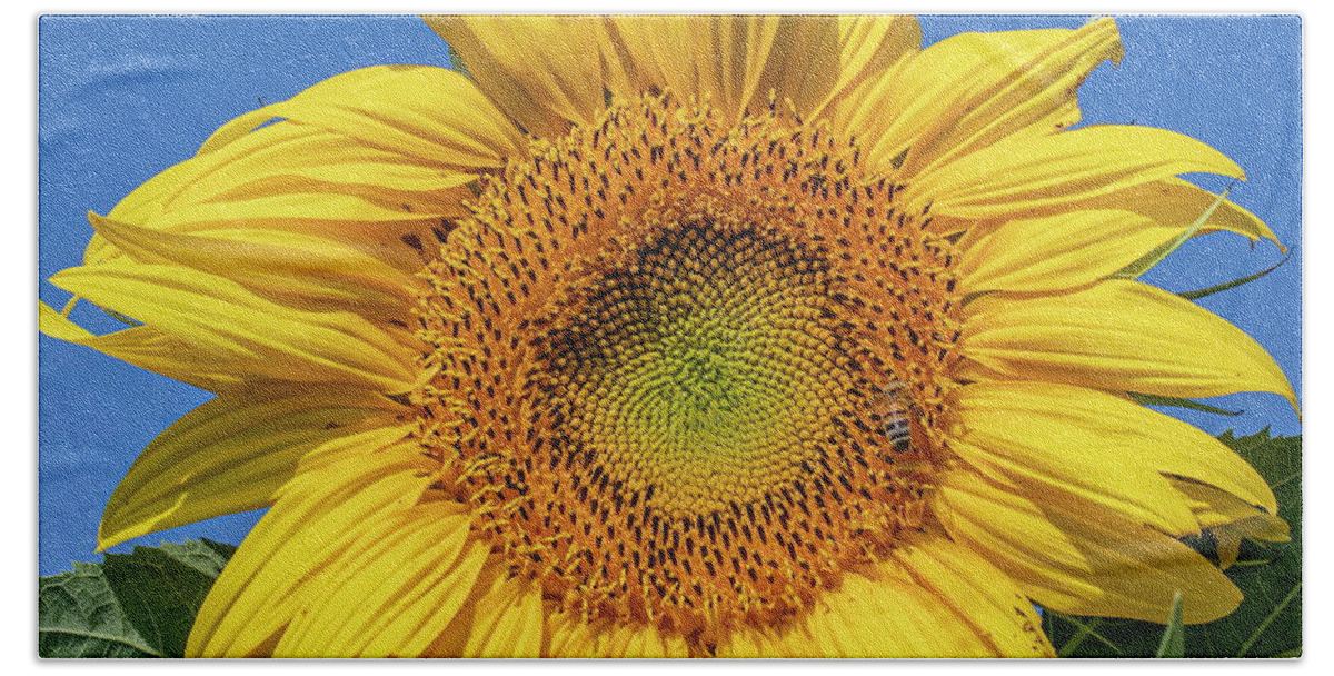 Sunflower Beach Towel featuring the photograph Sunflower #1 by Harold Rau