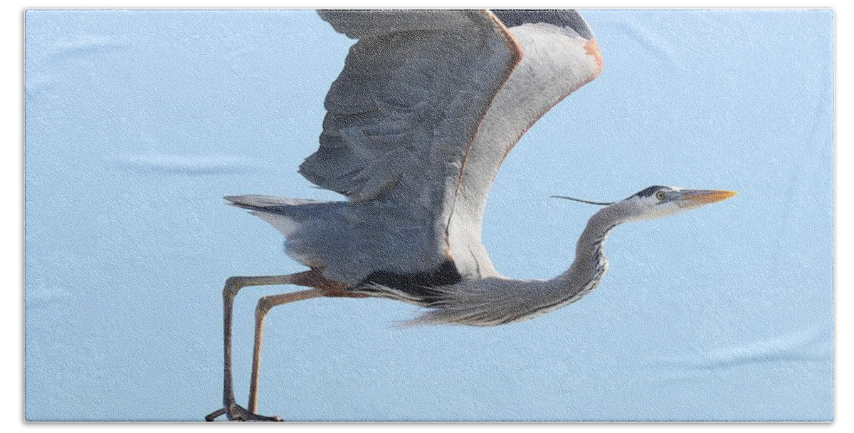 Great Blue Heron Beach Towel featuring the photograph Taking Off #1 by Mingming Jiang