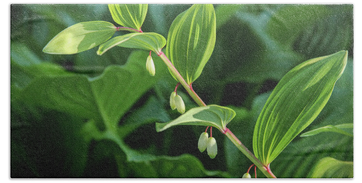 Bay View Beach Towel featuring the photograph Teardrops in the Garden #1 by Robert Carter