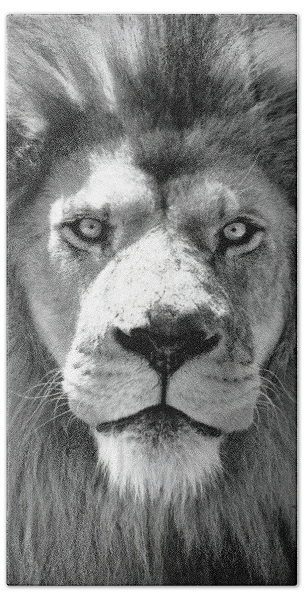 Lion Beach Towel featuring the photograph The King #1 by Lens Art Photography By Larry Trager