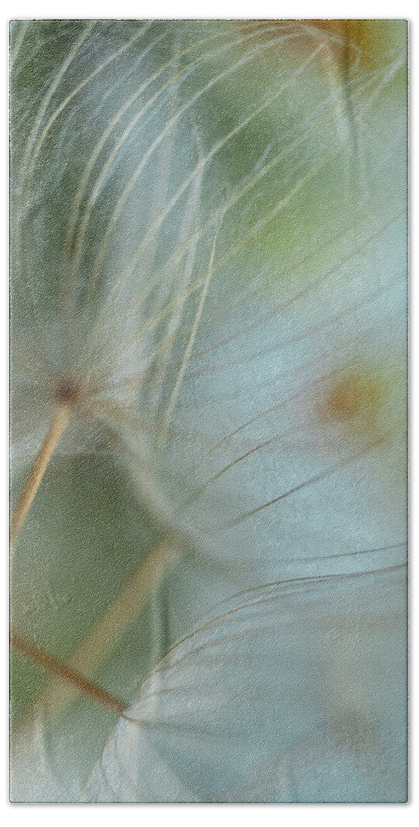Dandelions Beach Towel featuring the photograph Three Dandelions #1 by Iris Greenwell