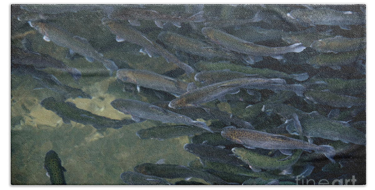 Trout Beach Towel featuring the photograph Trouts in fish pond #1 by Jelena Jovanovic