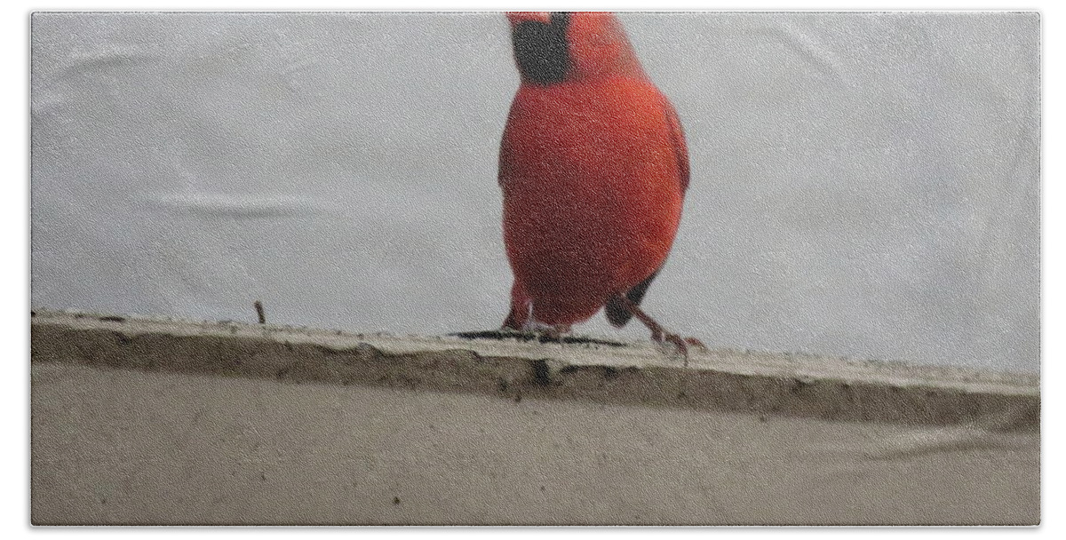 Cardinal Beach Towel featuring the photograph Waiting #1 by World Reflections By Sharon