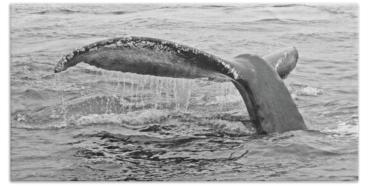 Beach Towel featuring the photograph Whale Tail #1 #1 by Carla Brennan