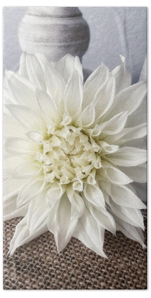 Flower Beach Towel featuring the photograph White Dahlia #1 by Steph Gabler