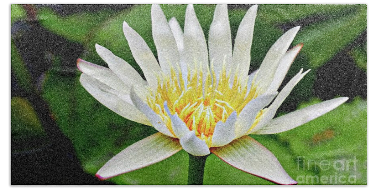 Water Lily Beach Towel featuring the photograph White Lily #1 by On da Raks