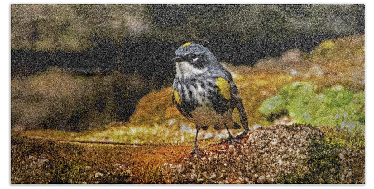 Bird Beach Towel featuring the photograph Yellow-Rumped Warbler #1 by Ira Marcus