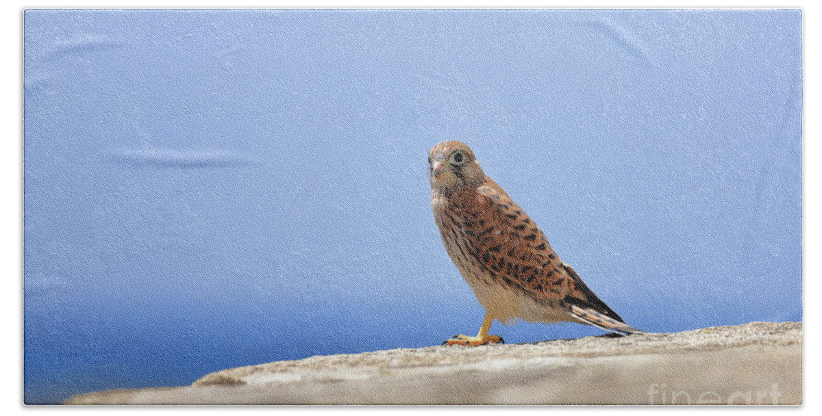 Calidris Beach Towel featuring the photograph Young Falcon kestrel #1 by Frederic Bourrigaud