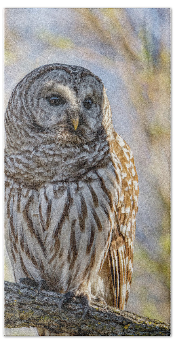 Barred Owl Beach Towel featuring the photograph Barred Owl by Brad Bellisle