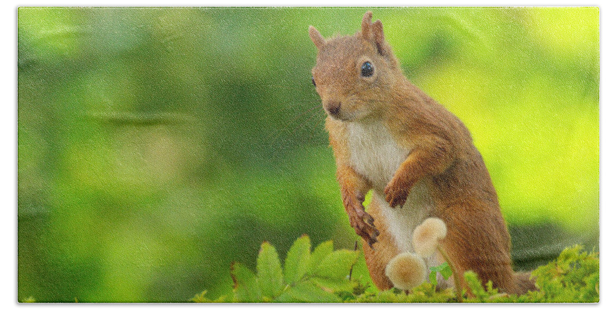 Red Squirrel Beach Towel featuring the photograph Red Squirrel #14 by Gavin MacRae