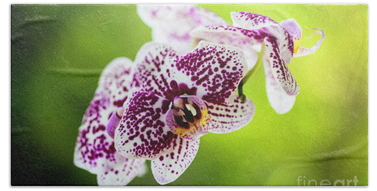 Background Beach Towel featuring the photograph Spotted Orchid Flowers #15 by Raul Rodriguez