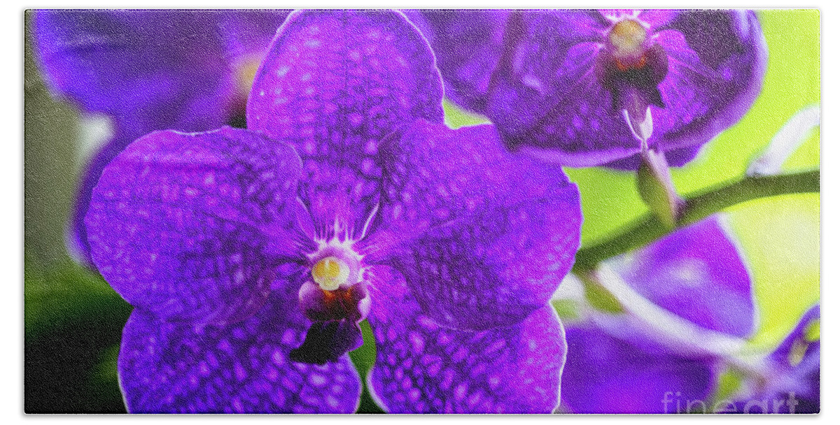 Background Beach Towel featuring the photograph Purple Orchid Flowers #16 by Raul Rodriguez
