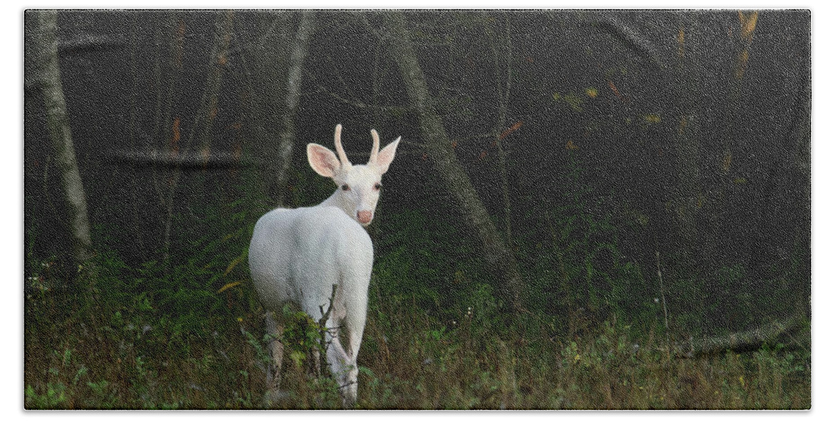 Autumn Beach Towel featuring the photograph Whitetail Deer #18 by Brook Burling