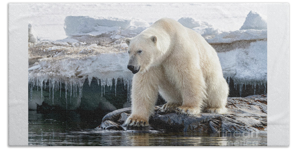 Polar Beach Towel featuring the photograph Adult male polar bear at the ice edge in Svalbard #2 by Jane Rix