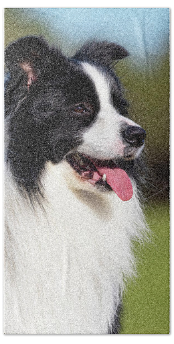 Border Collie Beach Towel featuring the photograph Border Collie Portrait #1 by Diana Andersen