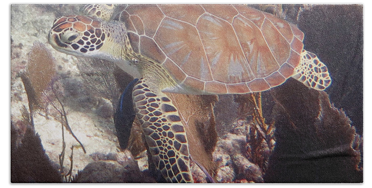 Underwater Beach Towel featuring the photograph Green Sea Turtle 31 #2 by Daryl Duda
