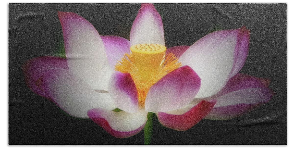 Flower Beach Towel featuring the photograph Lotus #3 by Louise Tanguay