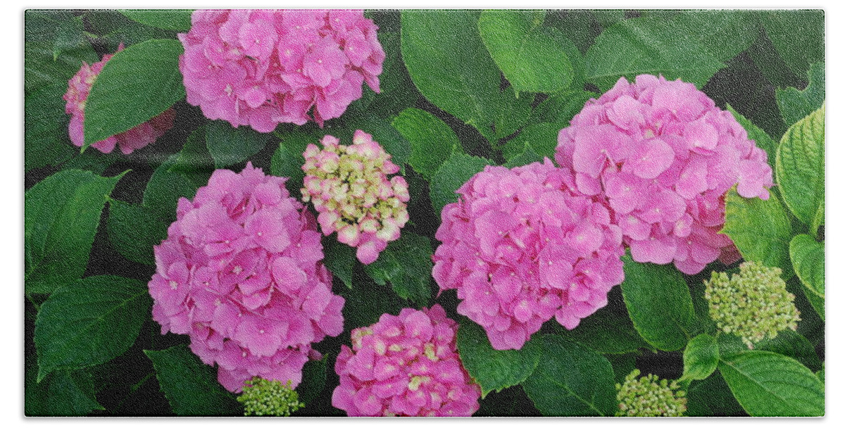 Pink Flowers Beach Towel featuring the photograph Pink Annabelle Hydrangeas #2 by Ee Photography