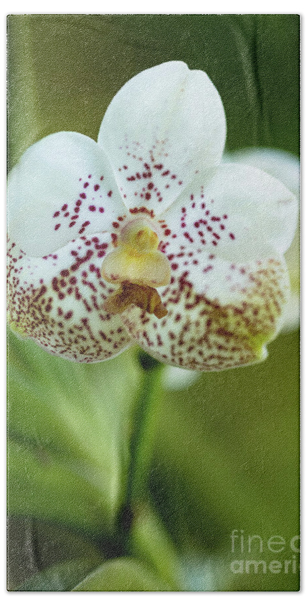 Background Beach Towel featuring the photograph Spotted Orchid Flower #2 by Raul Rodriguez
