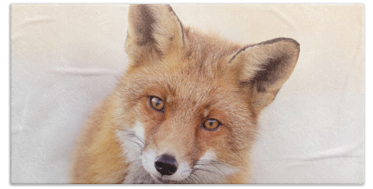 Fox Beach Towel featuring the photograph That Foxy Face #2 by Roeselien Raimond