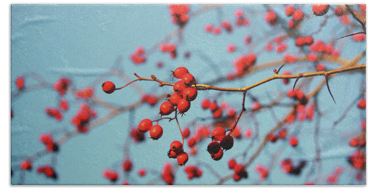 Background Beach Towel featuring the photograph Thorn twigs with berries #2 by Olga Strogonova