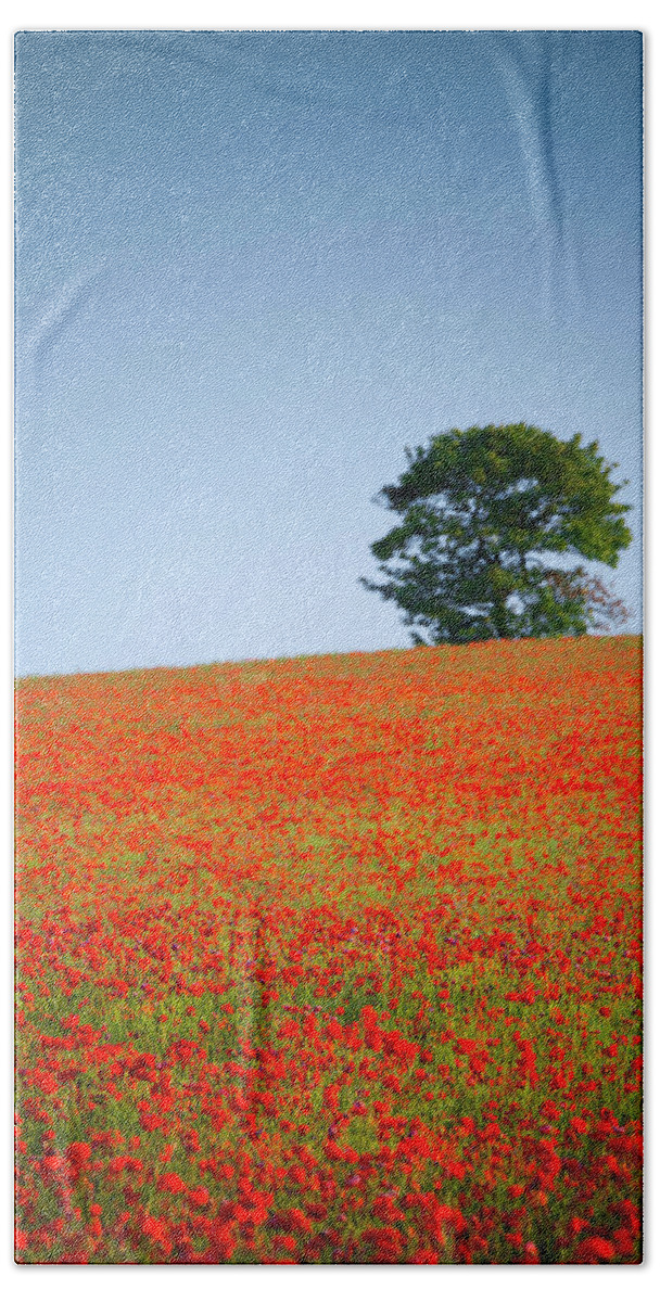 Alan Copson Beach Towel featuring the photograph Tree in a Poppy Field #2 by Alan Copson