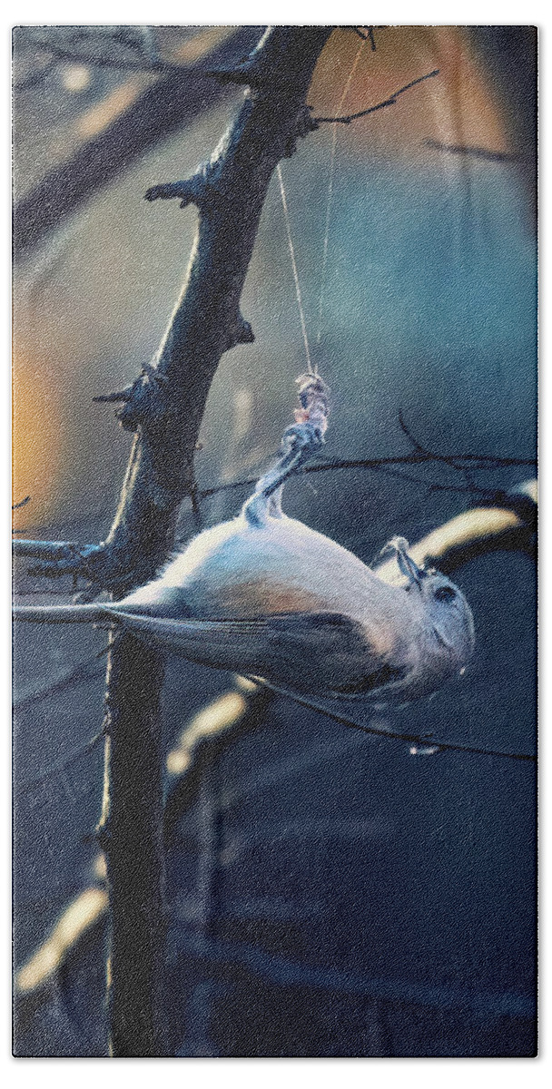 Tufted Titmouse Beach Towel featuring the photograph Tufted Titmouse #2 by Alexander Image