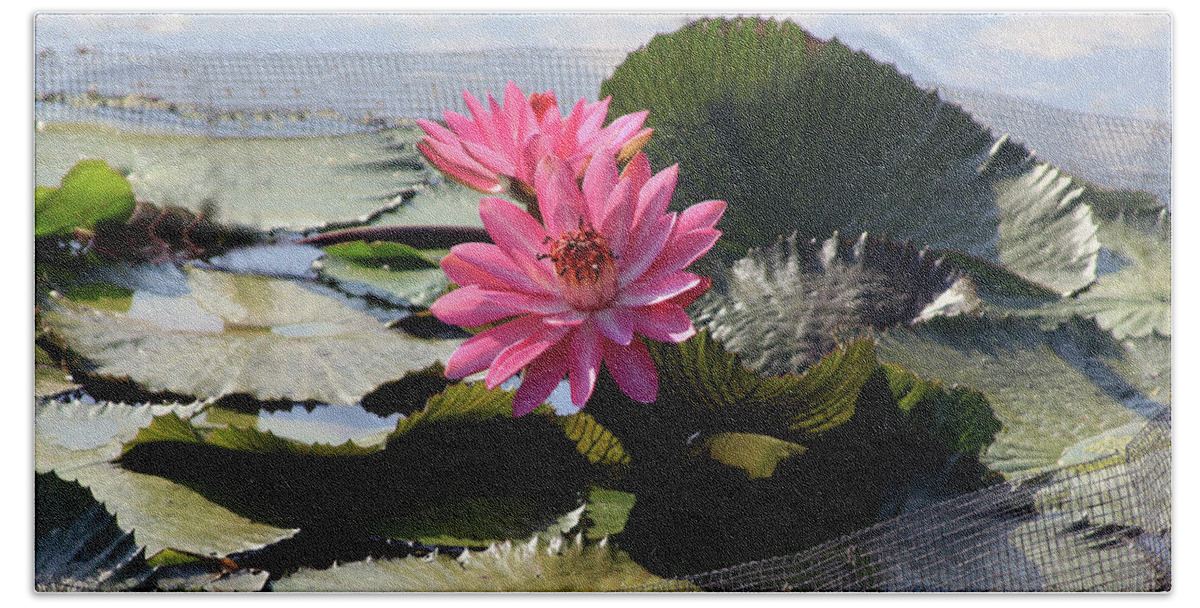 Flowers Beach Towel featuring the photograph Water Lilies in Sunlight #2 by John Lautermilch