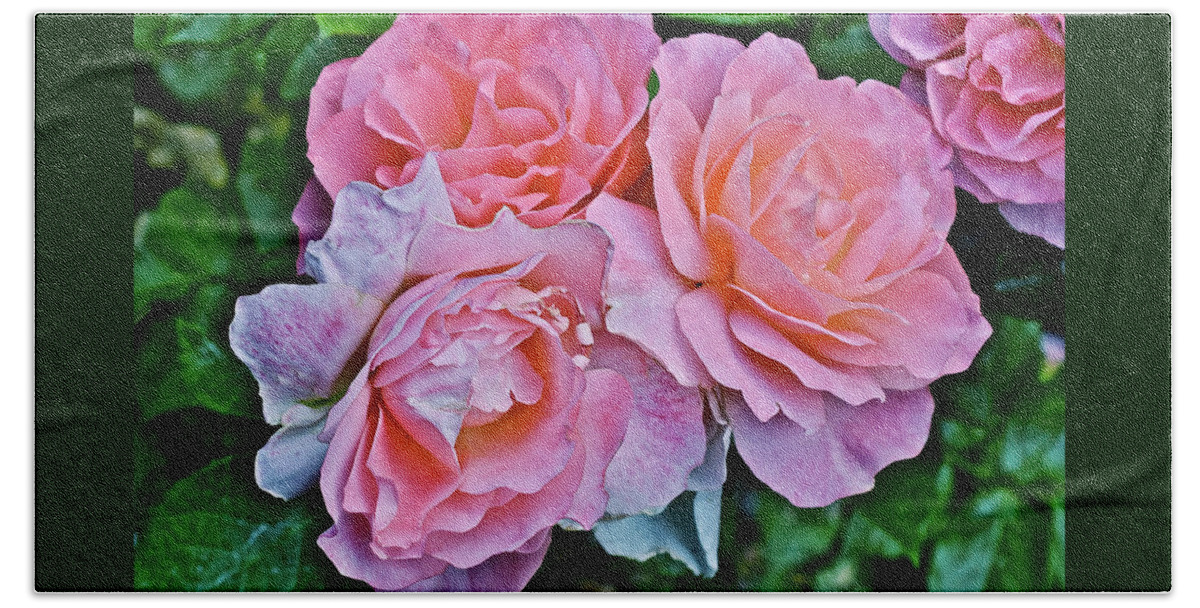 Roses Beach Towel featuring the photograph 2020 Mid June Garden Coral Roses 1 by Janis Senungetuk