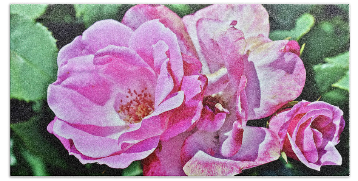 Roses Beach Towel featuring the photograph 2020 Mid June Garden Shrub Roses 1 by Janis Senungetuk