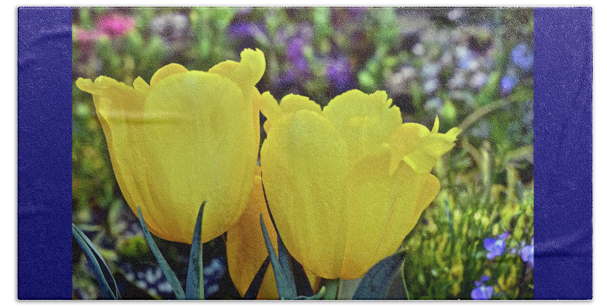Tulips Beach Towel featuring the photograph 2020 Yellow Spring Tulips by Janis Senungetuk