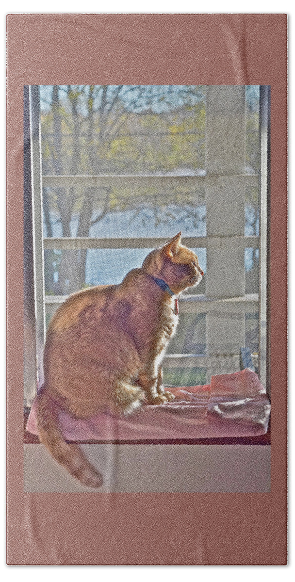Tabby Cat Beach Towel featuring the photograph 2021 End of October Looking Out by Janis Senungetuk