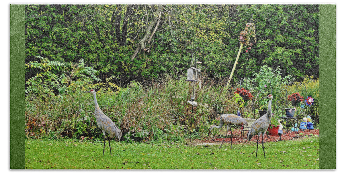 Sandhill Cranes; Backyard; Birds; Beach Towel featuring the photograph 2021 Fall Sandhill Cranes 2 by Janis Senungetuk
