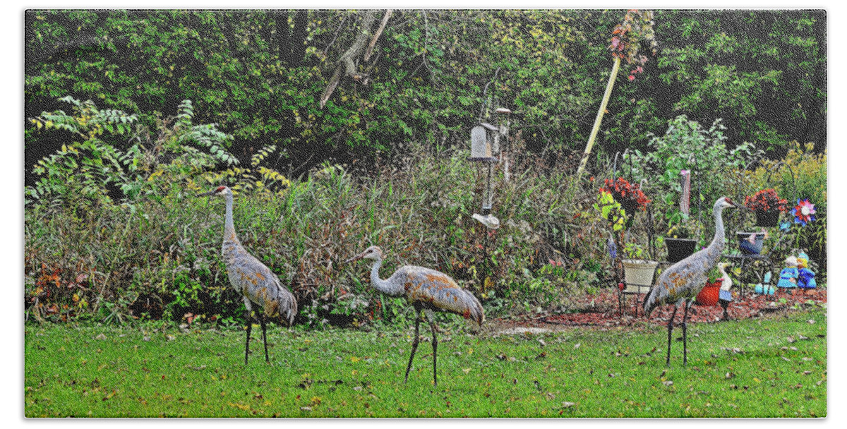 Sandhill Cranes; Backyard; Birds; Beach Towel featuring the photograph 2021 Fall Sandhill Cranes 4 by Janis Senungetuk