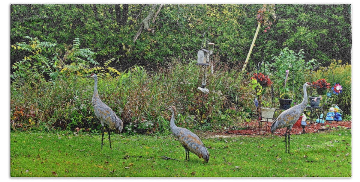 Sandhill Cranes; Birds; Backyard; Beach Towel featuring the photograph 2021 Fall Sandhill Cranes 5 by Janis Senungetuk