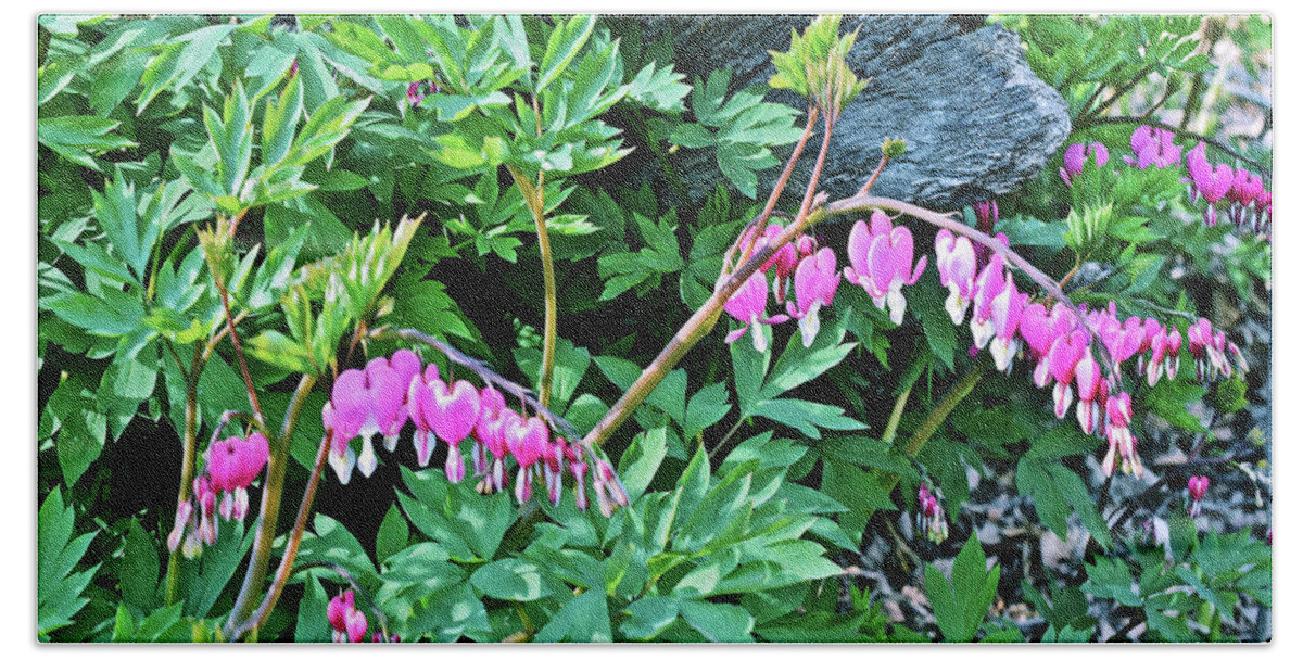 Spring Flowers Beach Towel featuring the photograph 2021 Late April Bleeding Hearts 2 by Janis Senungetuk