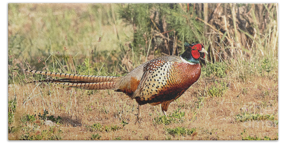 Bird Beach Towel featuring the photograph Ring-necked Pheasant #21 by Dennis Hammer