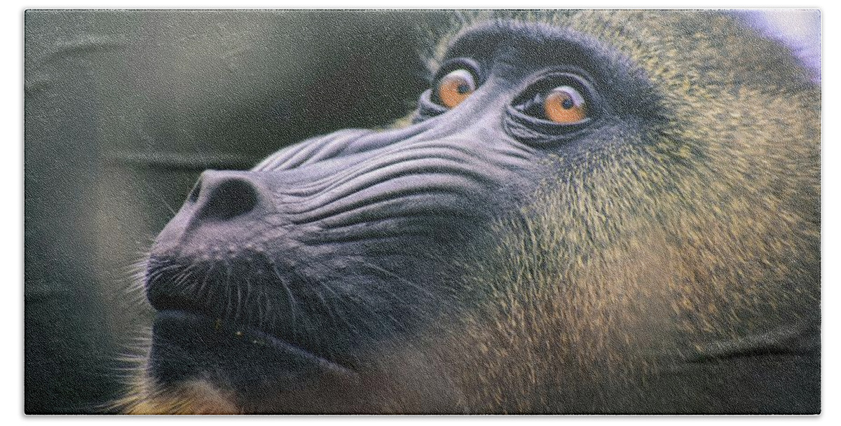 Chimpanzee Beach Towel featuring the mixed media Beautiful Primate #224 by Nature Photography