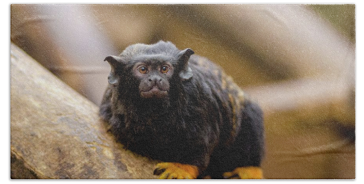 Chimpanzee Beach Towel featuring the mixed media Beautiful Primate #225 by Nature Photography