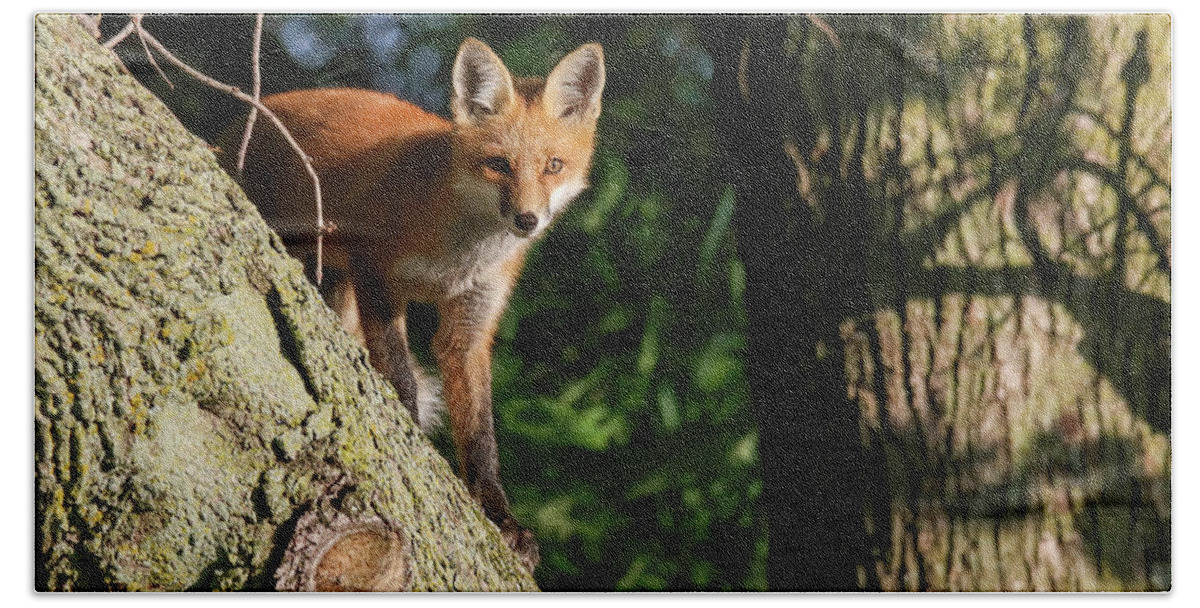 Redfox Beach Towel featuring the photograph Fox Kit #23 by Brook Burling