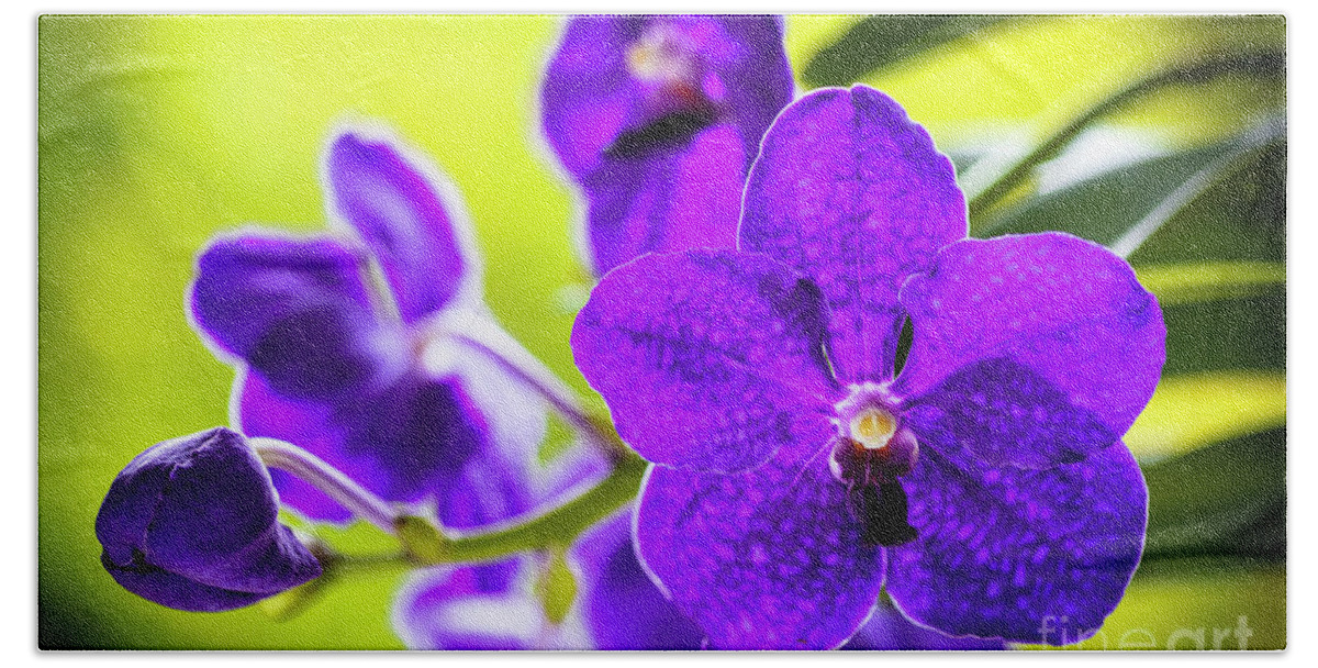 Background Beach Towel featuring the photograph Purple Orchid Flowers #27 by Raul Rodriguez