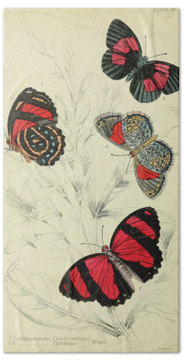 Butterflies Beach Towel featuring the mixed media Butterflies. William Jardine #3 by World Art Collective