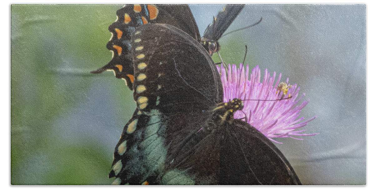 Butterfly Beach Towel featuring the photograph Butterfly vIII #3 by Al Griffin