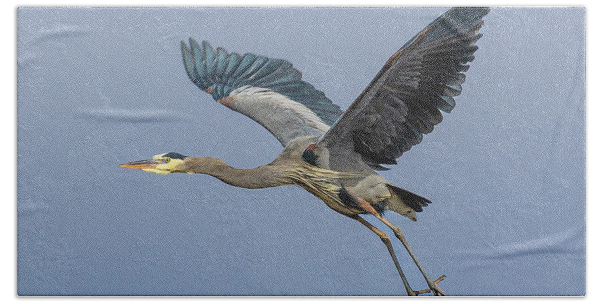 Boise Idaho Beach Towel featuring the photograph Great Blue Heron #3 by Mark Mille