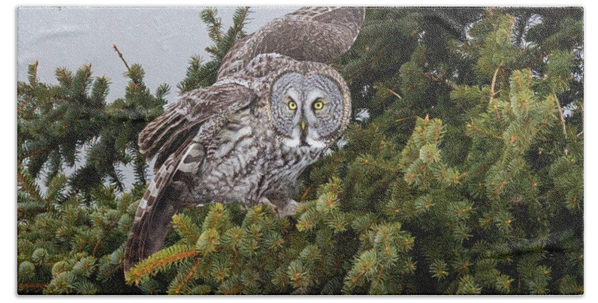 Sax Zim Bog Beach Towel featuring the photograph Great Gray Owl #3 by Paul Schultz