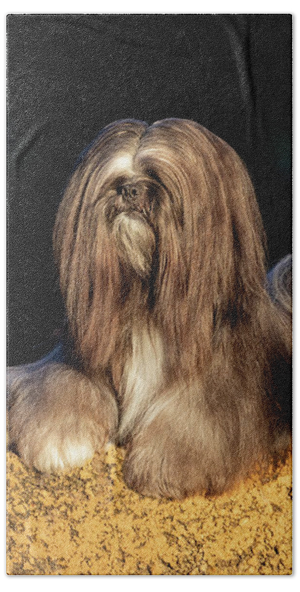 Lhasa Apso Beach Towel featuring the photograph Lhasa Apso #4 by Diana Andersen
